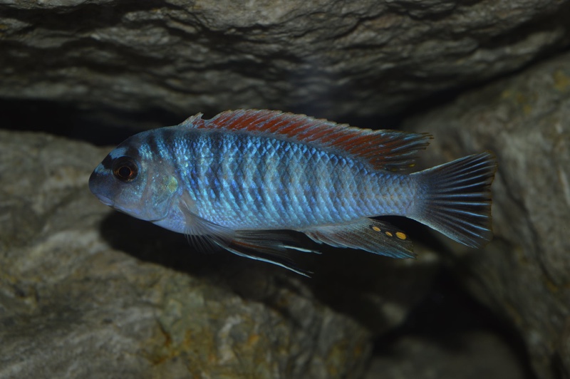 Labeotropheus fuelleborni 'Makanjila Point'